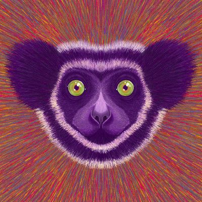 Animal Face   Lemur