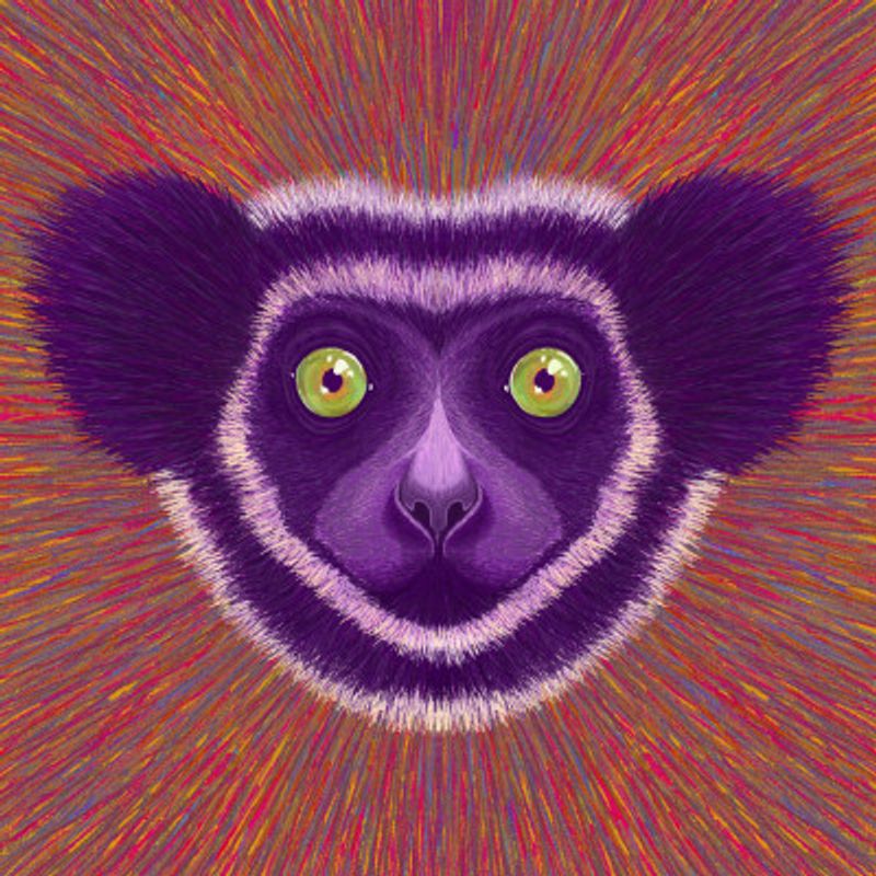 Animal Face   Lemur