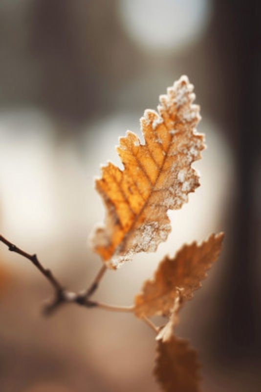 Frosted Leaf Glow