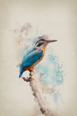 The Kingfisher