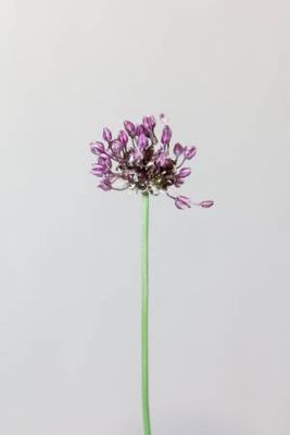 Chive flower