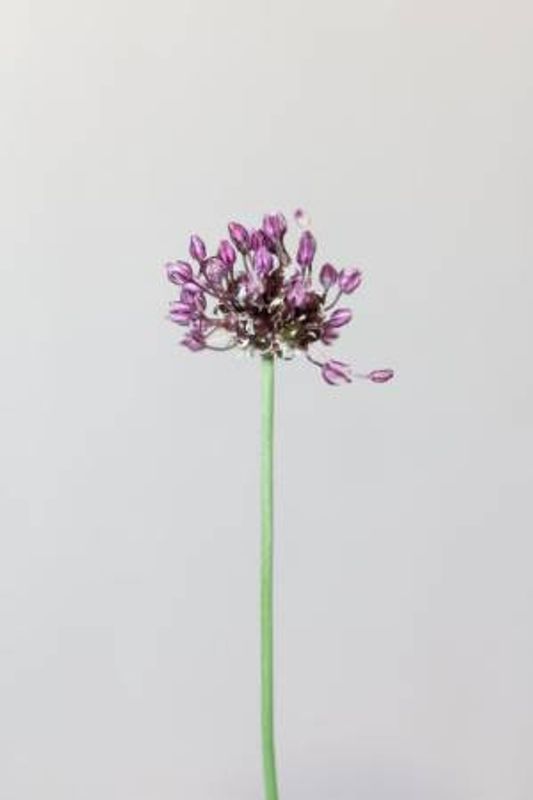 Chive flower