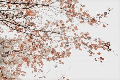 Under the Tree Fagus