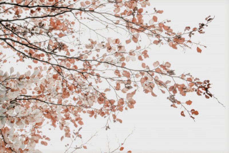 Under the Tree Fagus