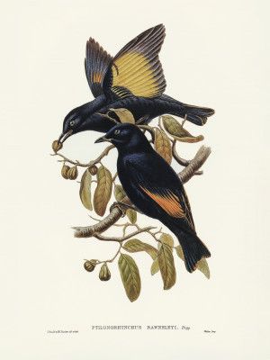 Rawnsley's Bower Bird