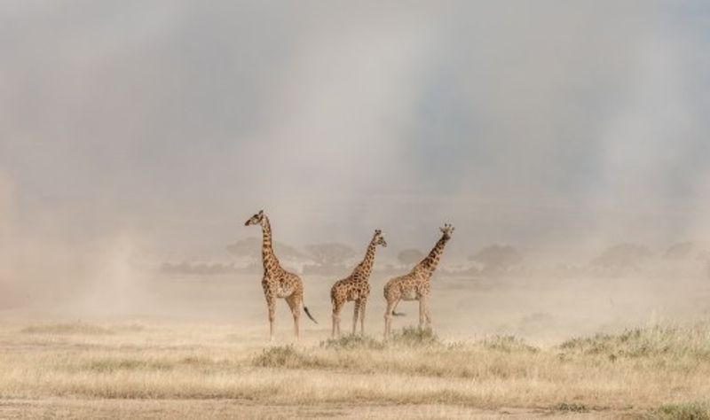Weathering the Amboseli Dust Devils
