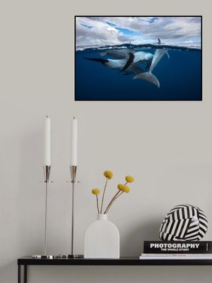 Pod of dolphin at the surface