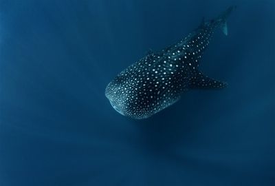 Spirit of deep water