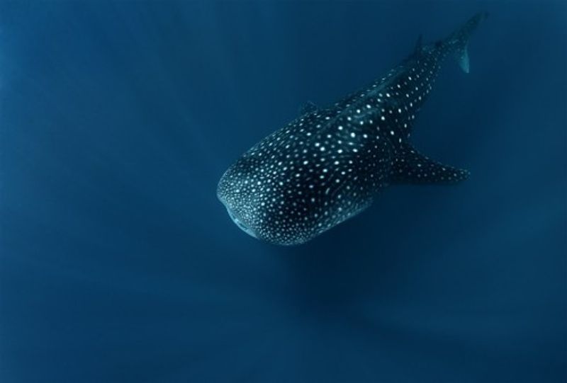 Spirit of deep water