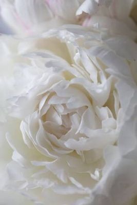 Peony_14