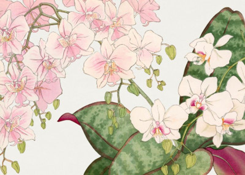 Vintage Orchid Flower No.2