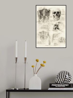 Bones of the Core Skull &amp; Ribcage Studies