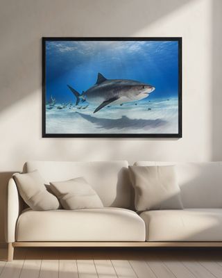 Notch - the Tiger Shark