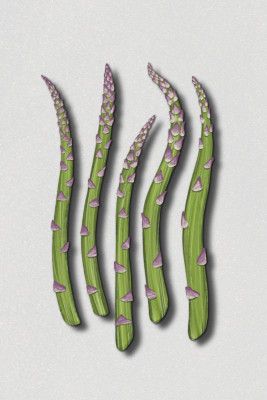 Asparagus