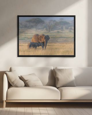 Milking under sunrise