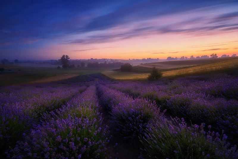 Lavender fields