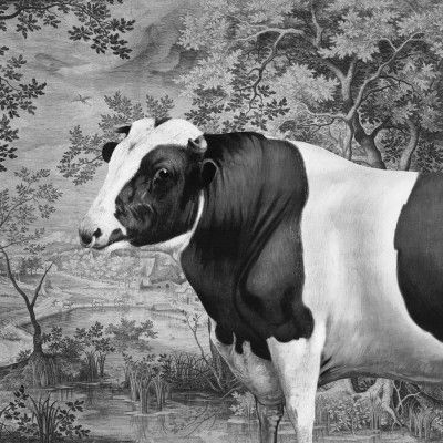 Cow In Landscape