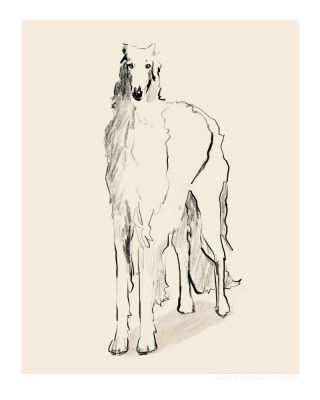 Borzoi Russian Wolfhound Pandc