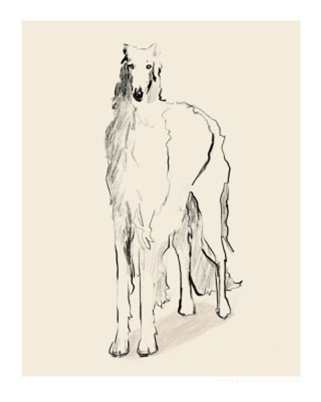 Borzoi Russian Wolfhound Pandc