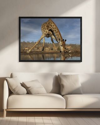 Giraffe Having a Drink