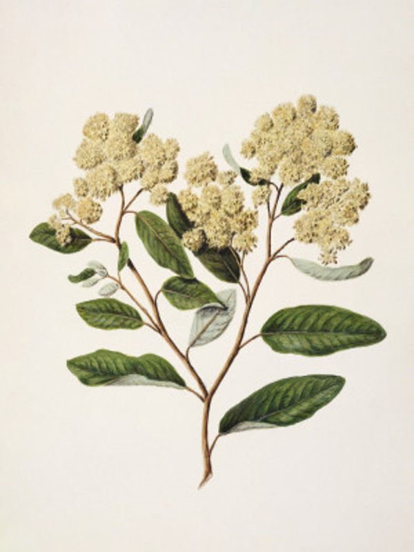 Kumarahou Drawn By Sarah Featon (1848–1927