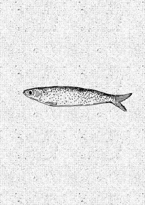 Vintage Fish Illustration