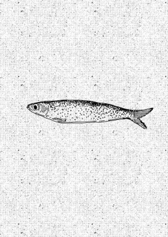 Vintage Fish Illustration