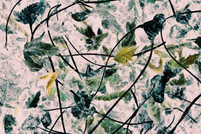 Vibrant Leaves and Tangled Branches