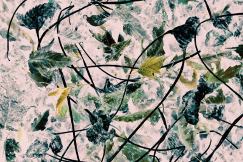 Vibrant Leaves and Tangled Branches