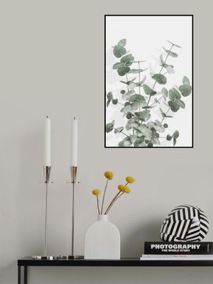 Eucalyptus Creative 16