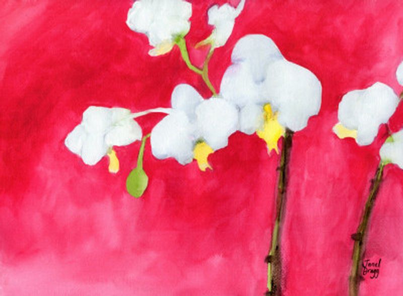 Orchid in Pink