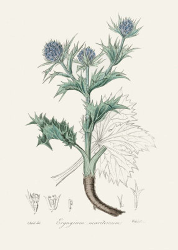 The Sea Holly (eryngium Mmaritimum) Medical Botany