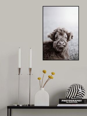 Fuzzy Highland Cattle