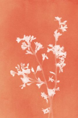 Monograph Orange Flowers