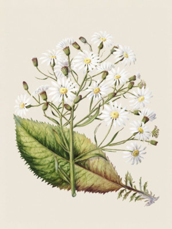 Senecio Hectori Drawn By Sarah Featon (1848–1927)