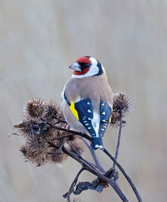 European goldfinch