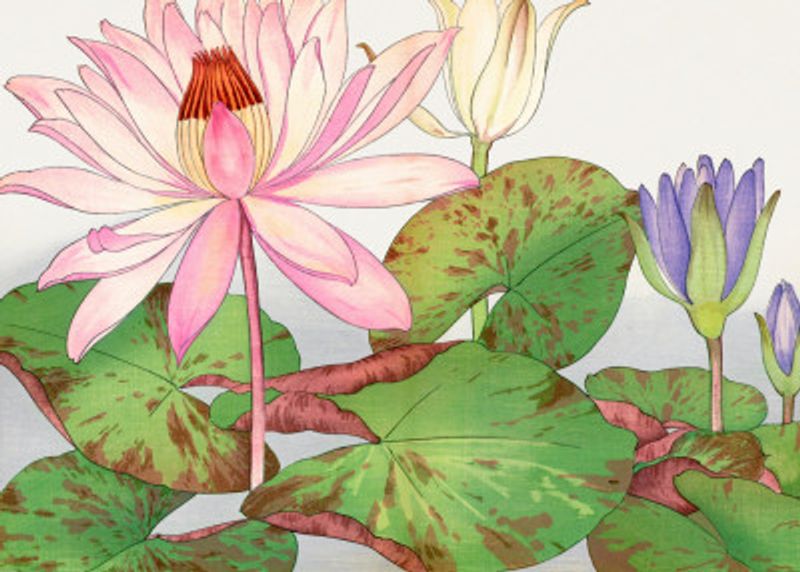 Nymphaea Lotus No.2