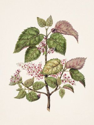 Makomako   Aristotelia Racemosa Drawn By Sarah Featon (1848–1927)