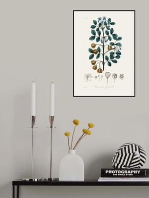 Guaiacwood (guaiacum Officinale) Medical Botany