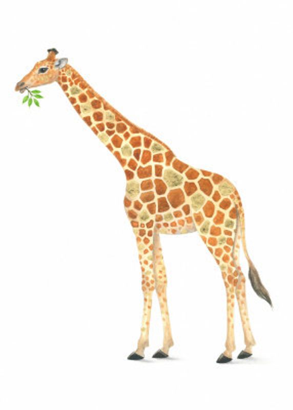 Giraffe's Snack Time