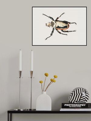 Goliath Beetle
