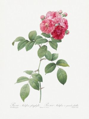 Seven Sisters Roses, Les Roses (1817–1824)