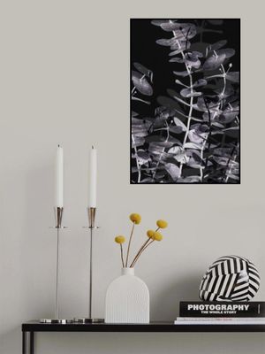 Eucalyptus_Negative_002