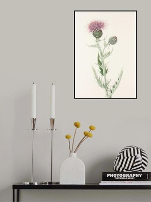 Prairie Thistle From North American Wildflowers (1925) By Mary Vaux Walcott.
