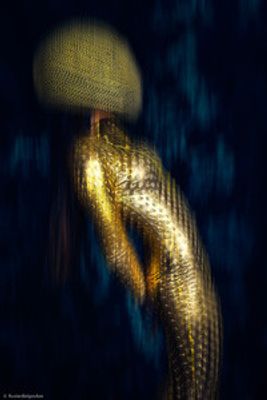 Shimmering Silhouette