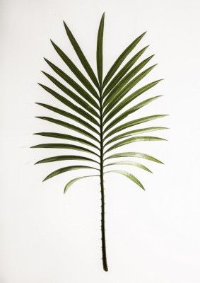 Verdant Frond