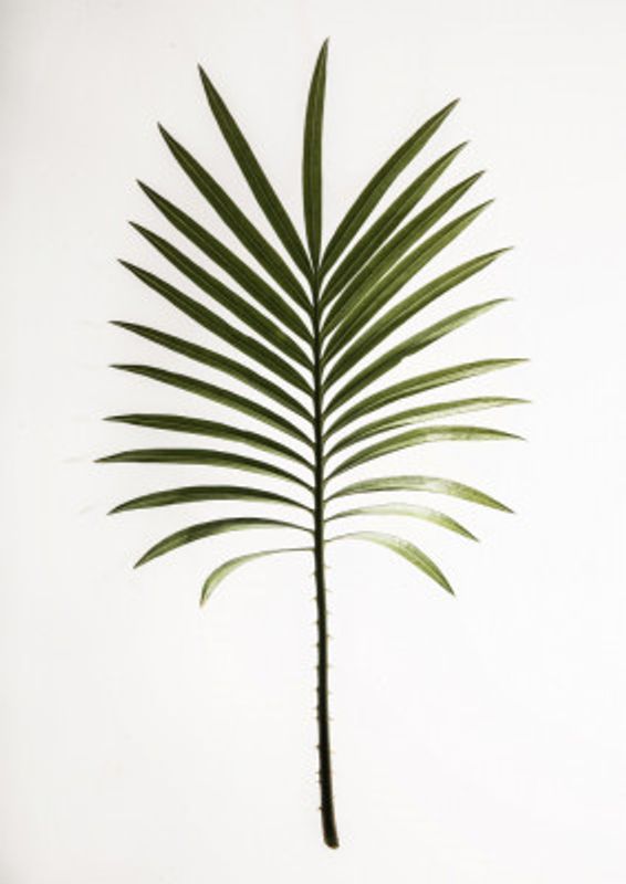 Verdant Frond