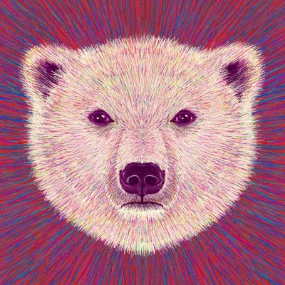 Animal Face   Polar Bear