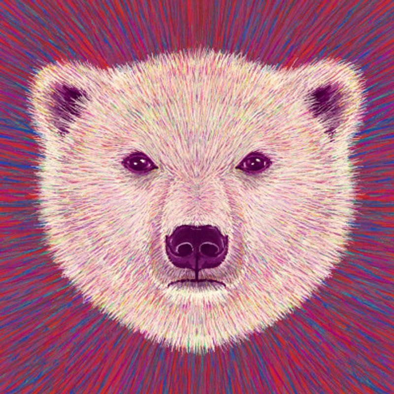 Animal Face   Polar Bear