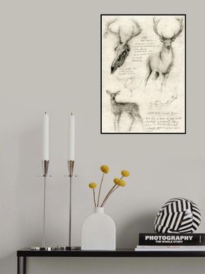 Anatomical Drawings Of Deer
